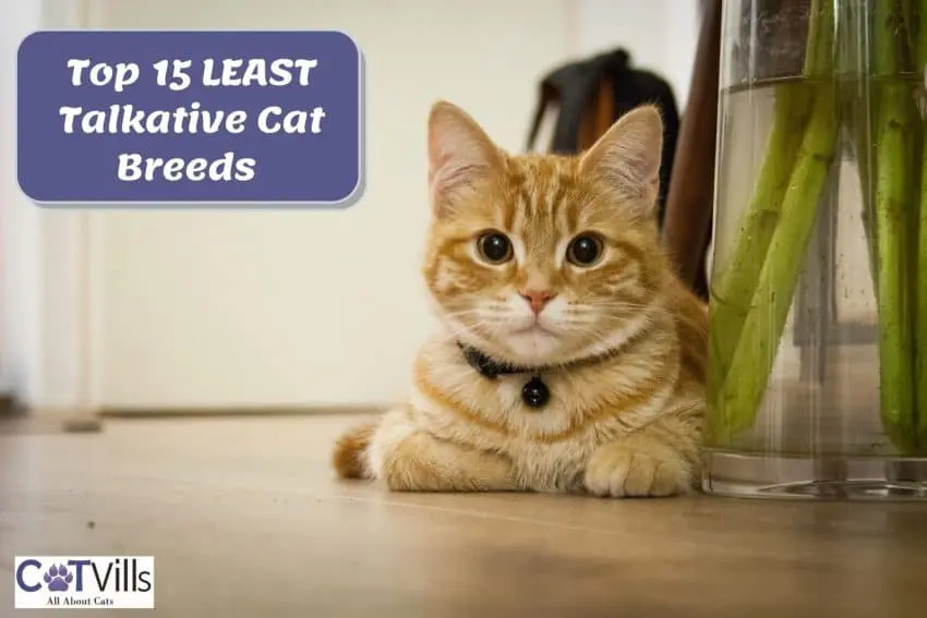 Top 15 LEAST Talkative Cat Breeds for When You Really NEED a Quiet Home