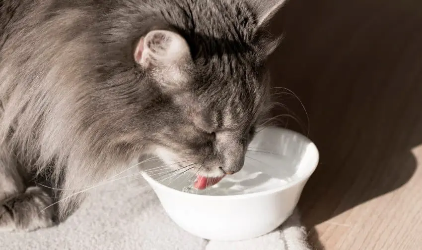 Why do cats touch the water before drinking? Is it just another funny cat habit or is there a reason behind it? Find out the answer inside!