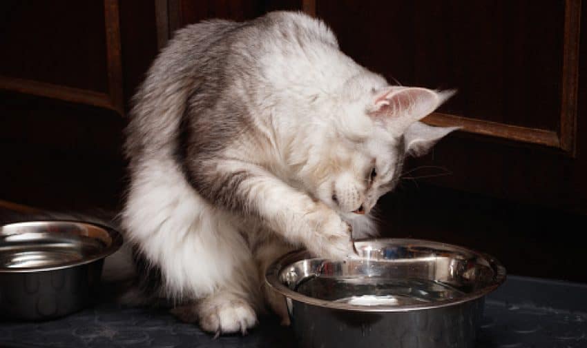 Why do cats touch the water before drinking? Is it just another funny cat habit or is there a reason behind it? Find out the answer inside!