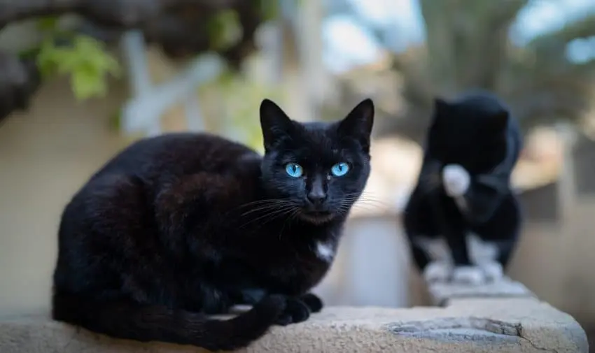 Are there any black cat breeds with blue eyes? Read on to find out the answer, plus check out other epic eye colors for ebony kitties.