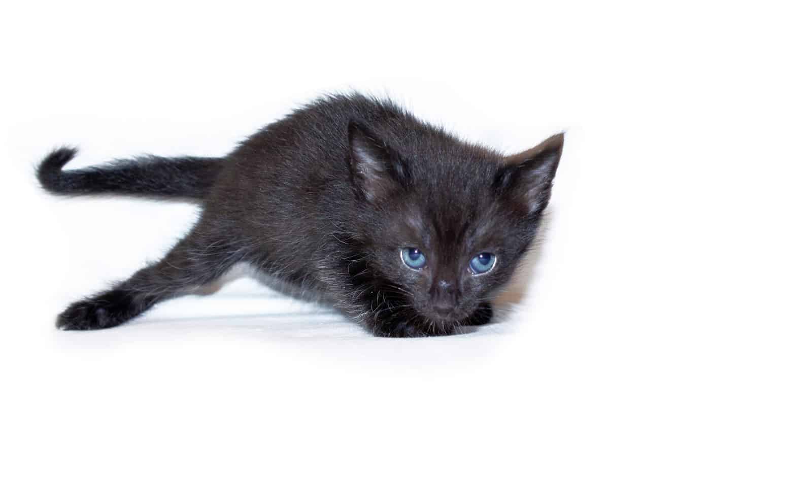 Are there any black cat breeds with blue eyes? Read on to find out the answer, plus check out other epic eye colors for ebony kitties.