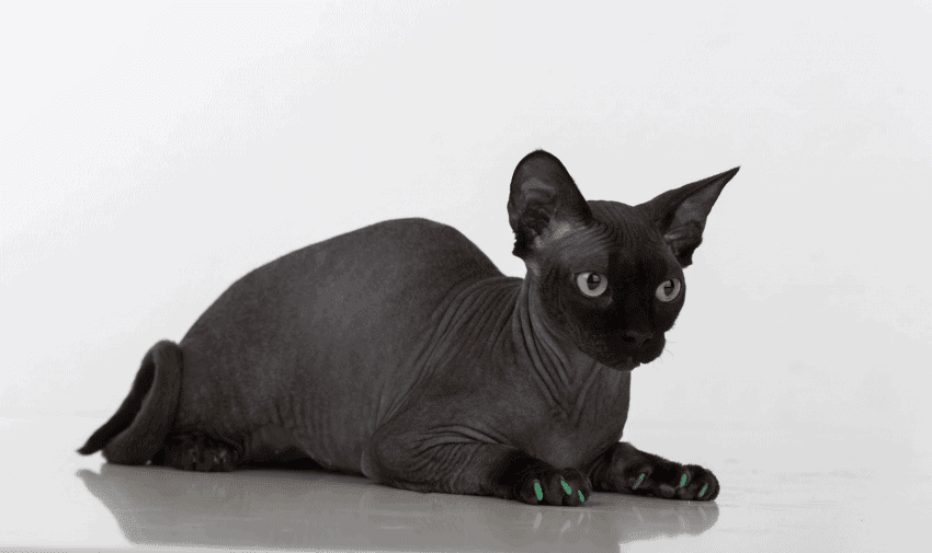 Sphynx eye colors can be yellow, green, red, or blue.