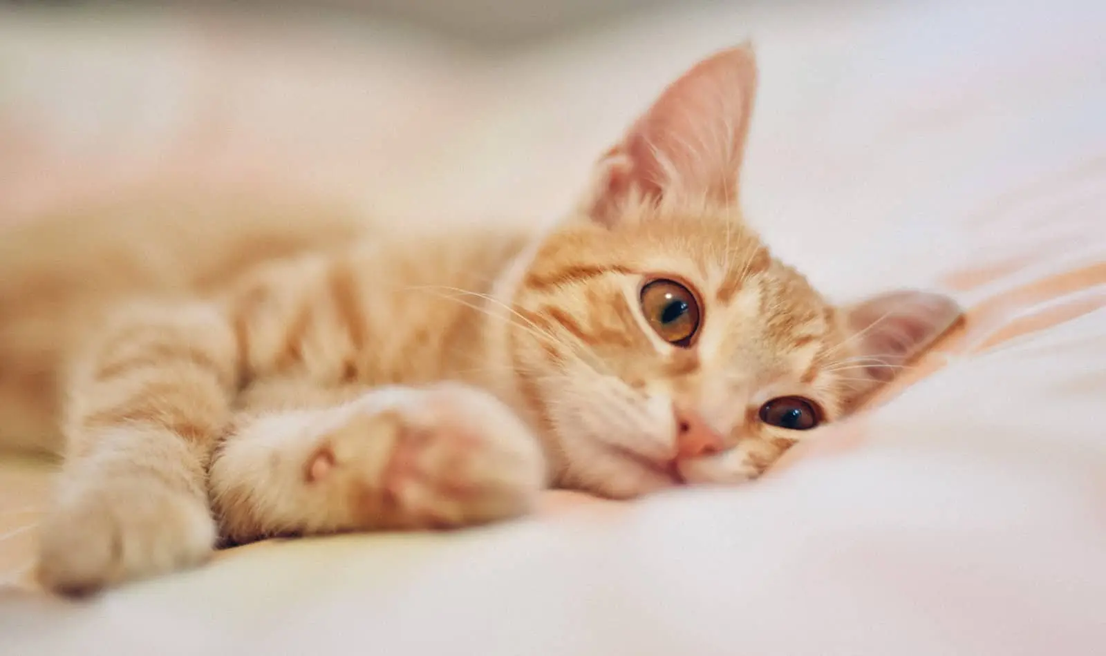 10 Things Cat Owners Do That Can Break A Cat's Spirit