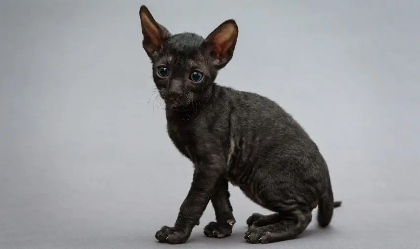 cornish rex black