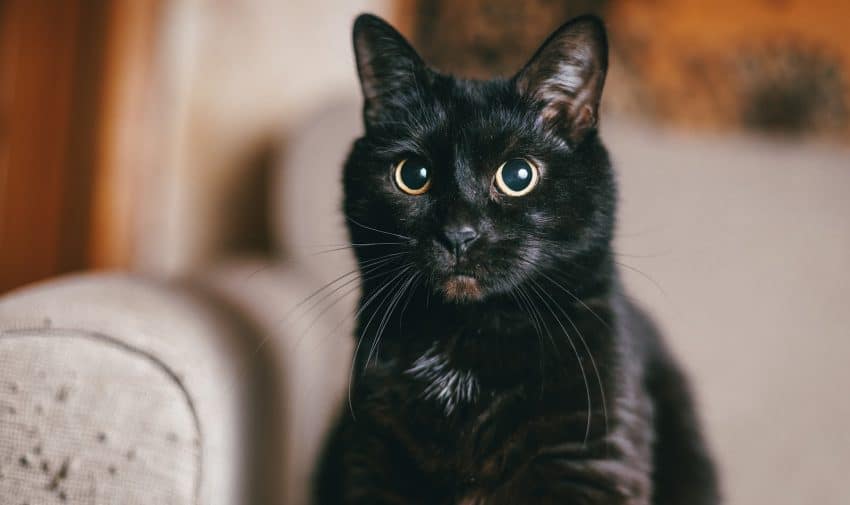 American Shorthair black cat