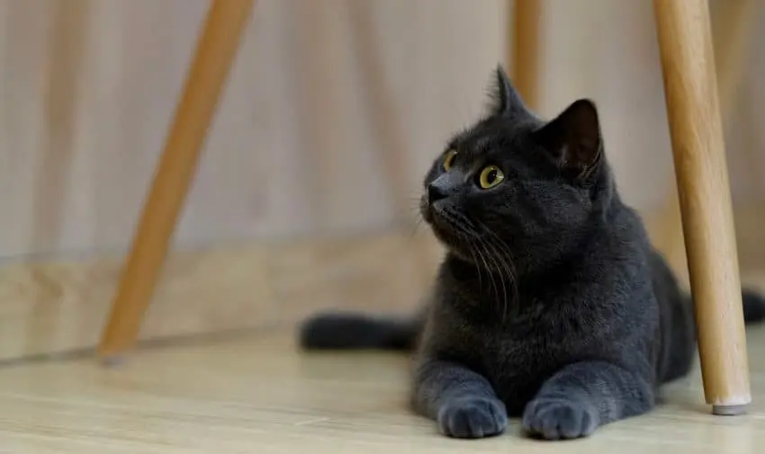 Most black or blue British Shorthairs have golden/copper eyes.