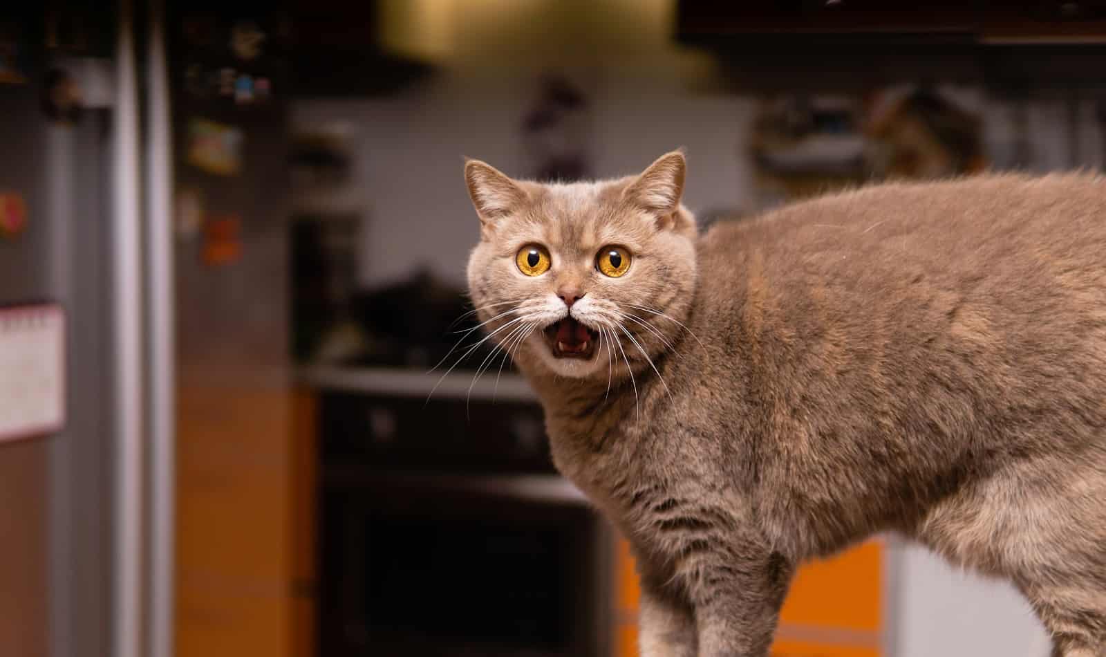 Are you wondering how to quiet your talkative cat because your kitty is driving you crazy with constant meowing? Check out these 7 superb tips!