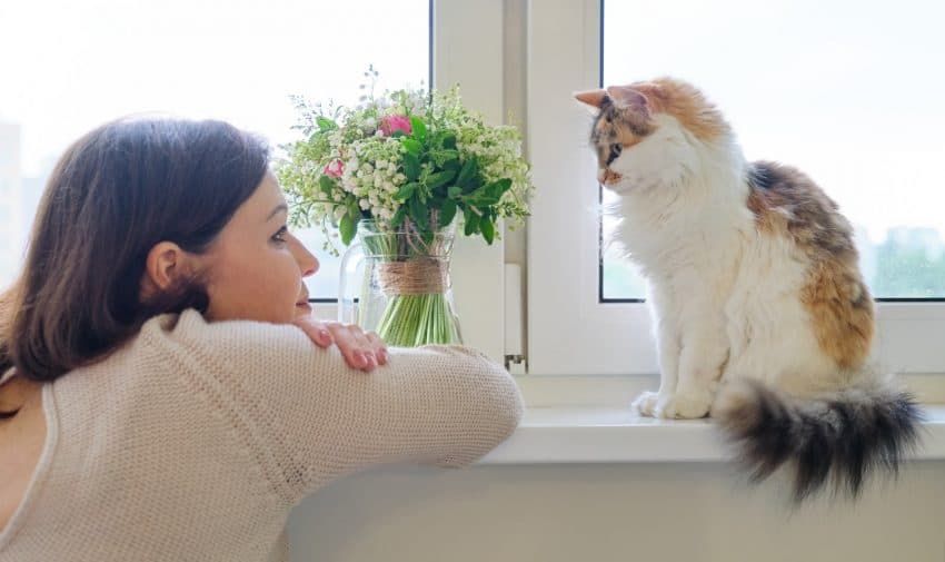 Are you wondering how to quiet your talkative cat because your kitty is driving you crazy with constant meowing? Check out these 7 superb tips!