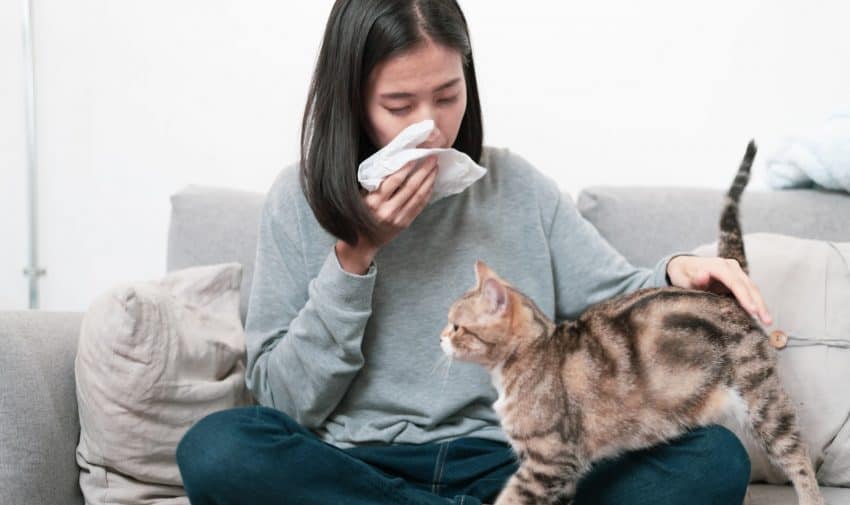 Looking for the best hypoallergenic cat wipes to help you manage dander allergies? Check out our top 5 picks, with complete reviews!