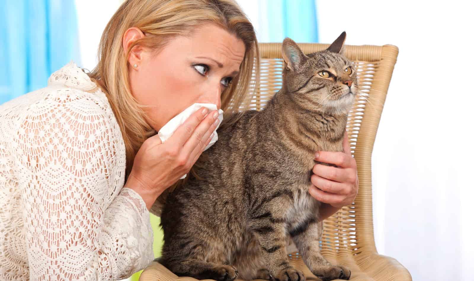 Anti allergy 2024 cat wipes