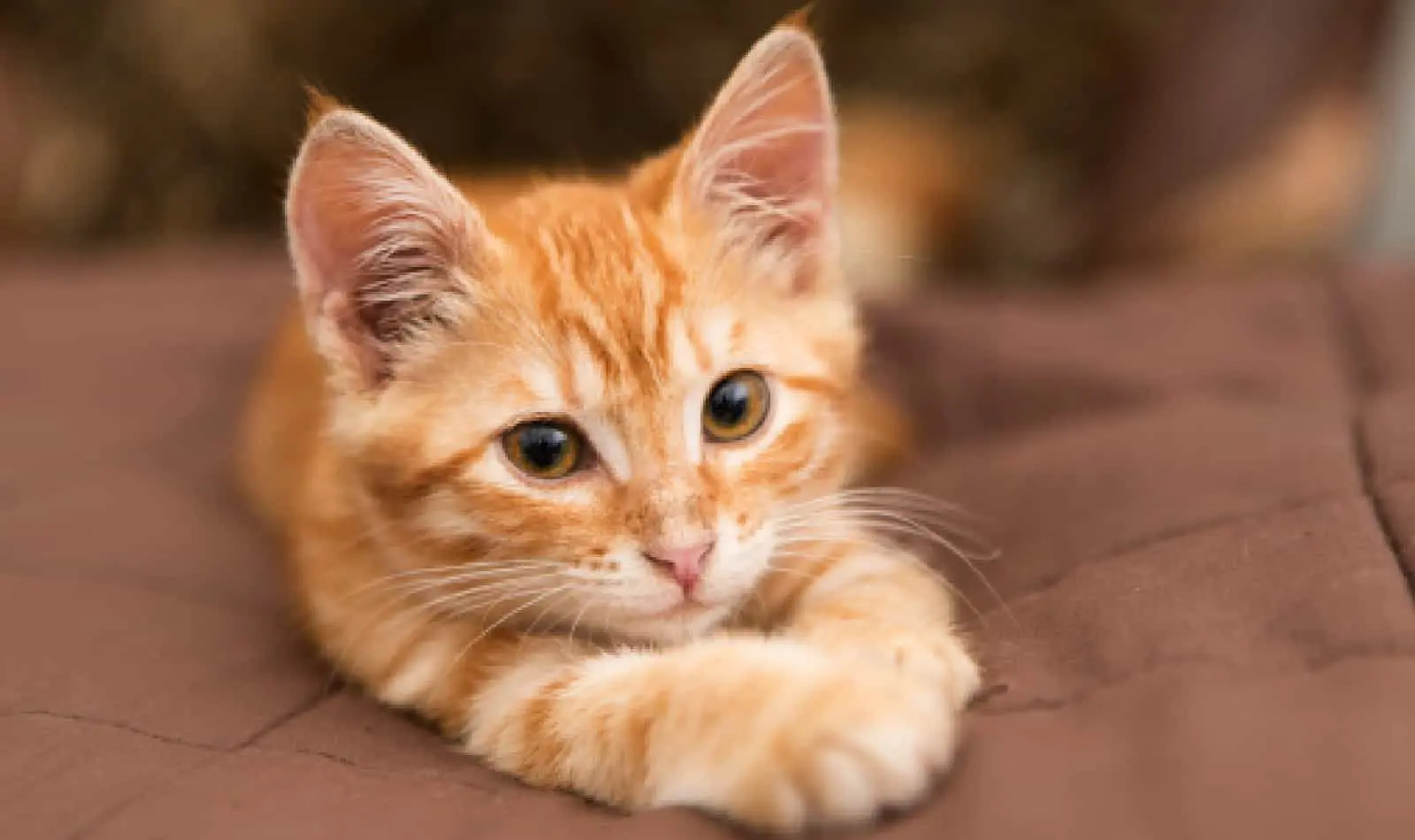 female orange tabby cat names