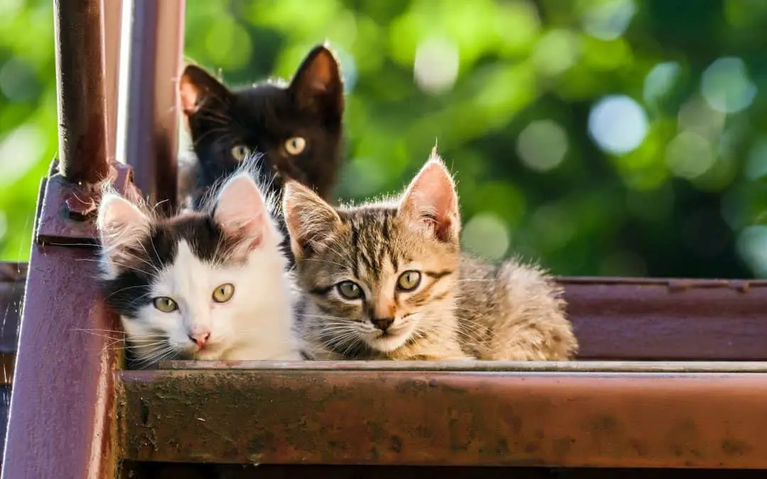 Thinking of Getting a Third Cat? Here’s What You Need to Know First!