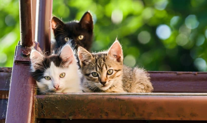 Thinking about getting a third cat? Check out our guide to everything you need to know before expanding your feline family!