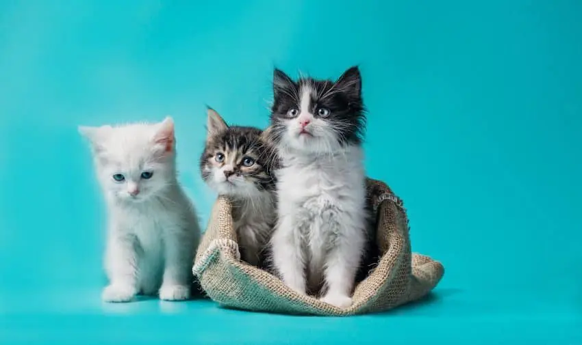 Thinking about getting a third cat? Check out our guide to everything you need to know before expanding your feline family!