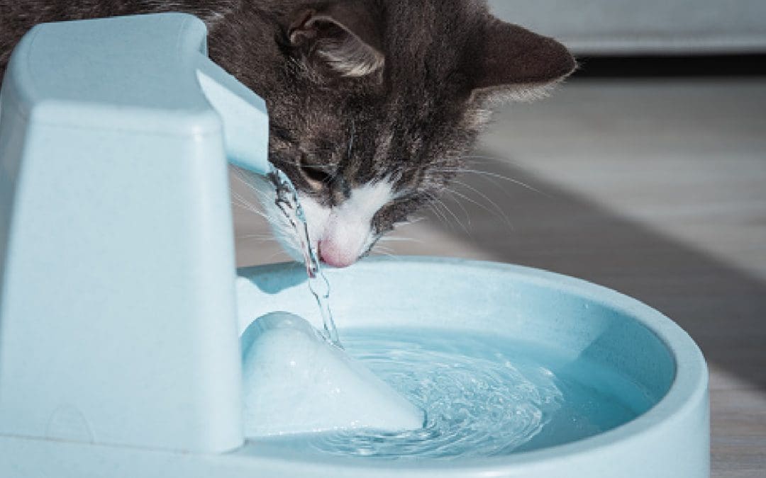 How Often Should You Change the Water in Your Cat Fountain?