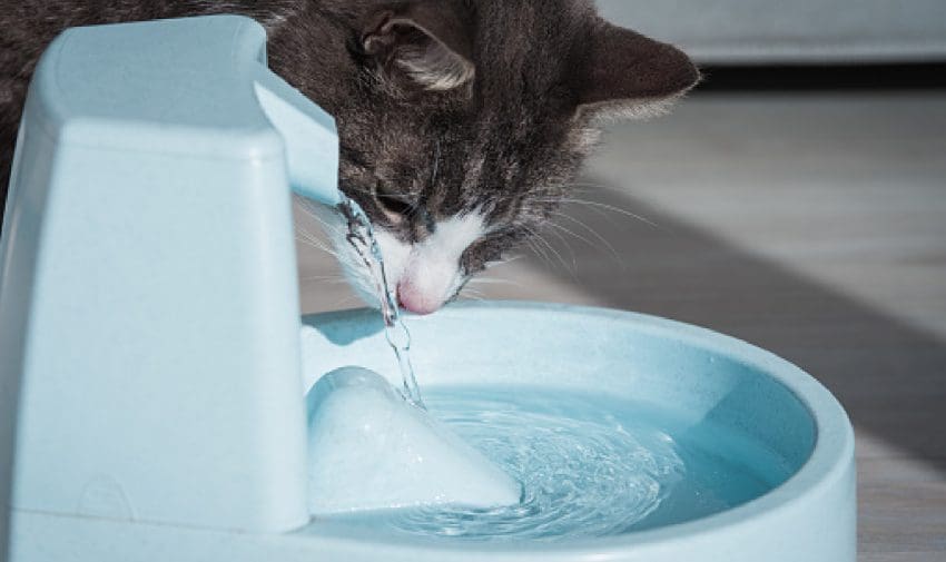 How often should you change the water in your cat fountain? Find out the answer, plus get tips on cleaning the most common types of fountains.