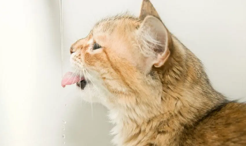 How often should you change the water in your cat fountain? Find out the answer, plus get tips on cleaning the most common types of fountains.