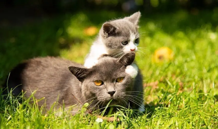 Need some tips on how to get outdoor cats to get along with kittens? Just keep reading for our top 5 strategies that we've used!