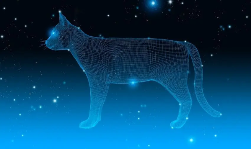 Can you use astrology to pick the perfect cat? While it's not an exact science, pet horoscopes can help you find the right breed for you. Learn how!