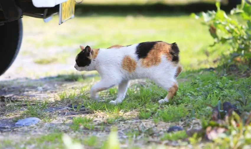 Japanese bobtail cat