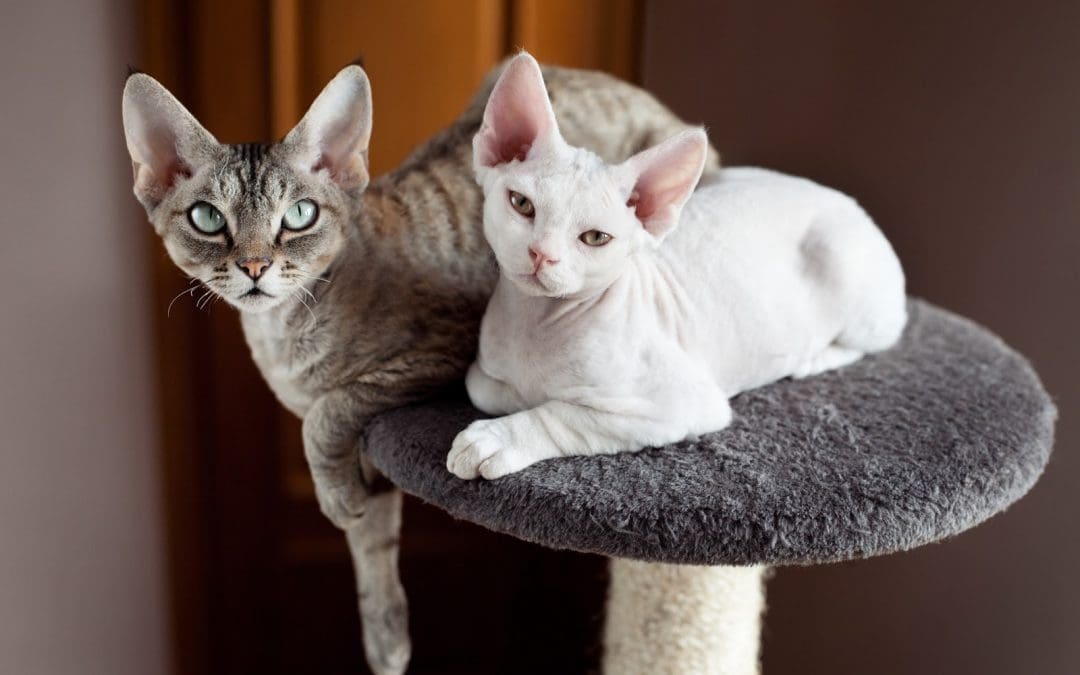 Best Cat Tree With a Ramp: Our Top 5 Picks with In-Depth Reviews