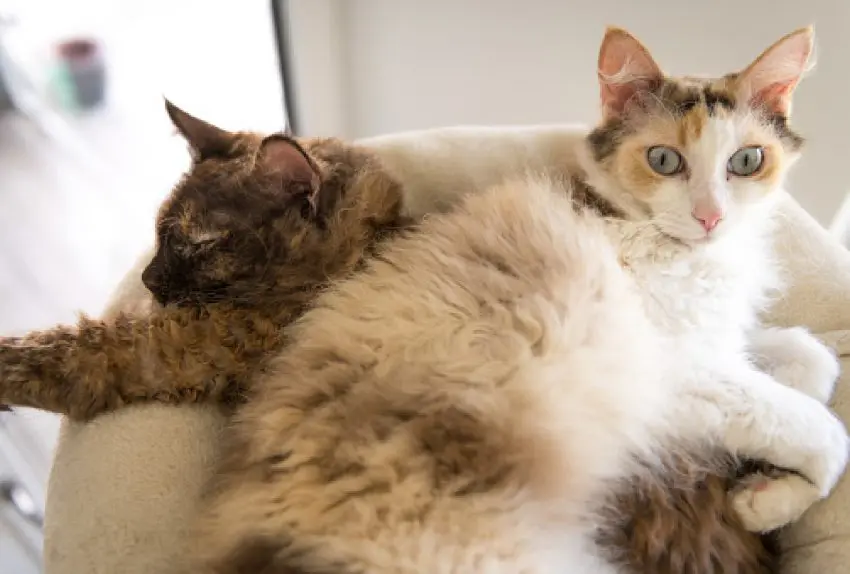 Two LaPerm cats are lying on top of each other