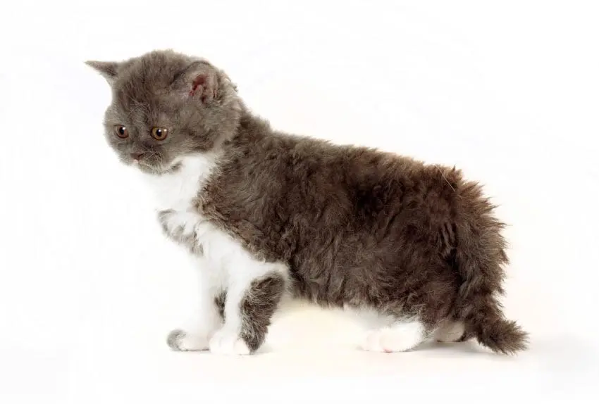 kitten Selkirk Rex on white background gray-white color, cute pet for the family