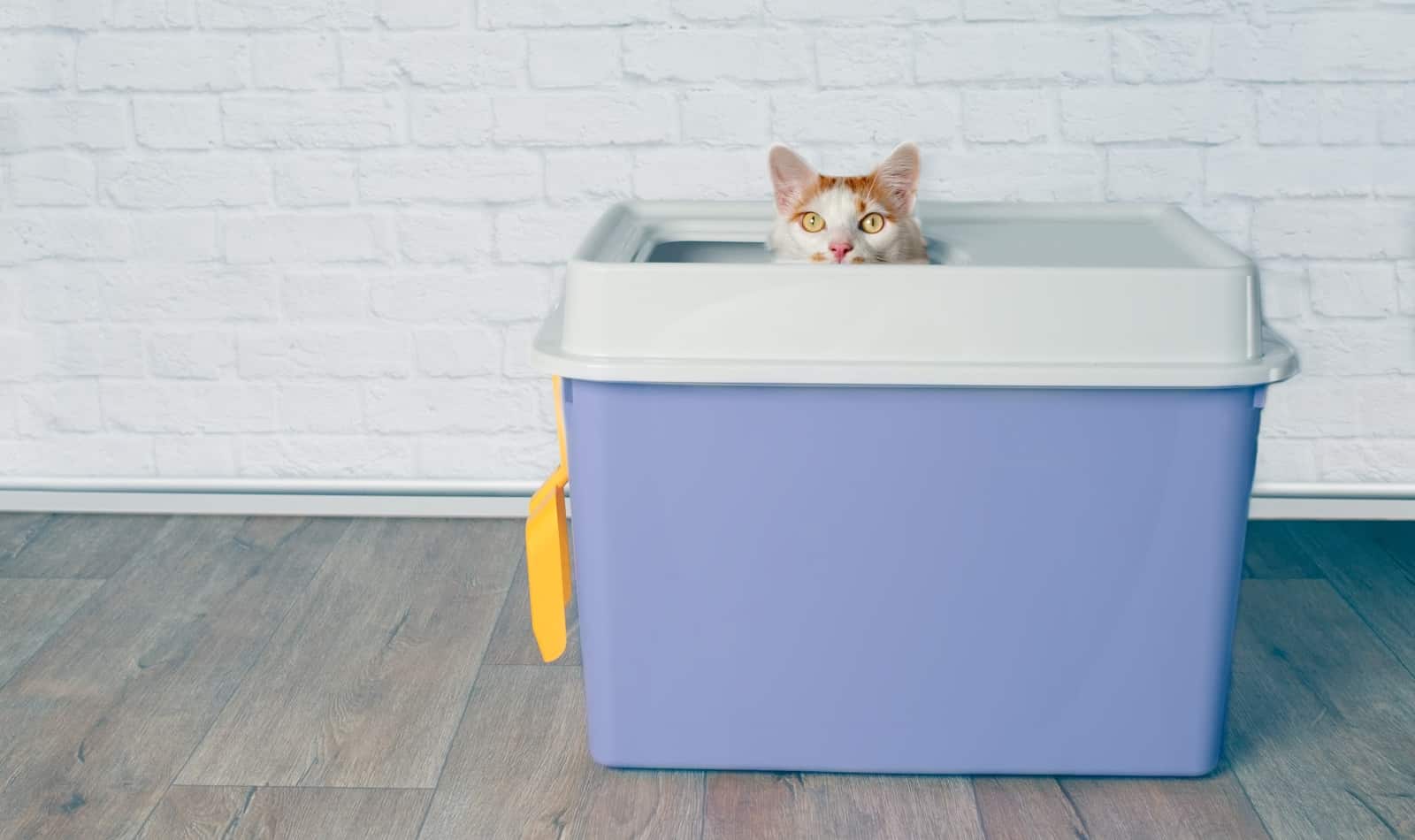 The 10 Best Cat Litter Box Liners (with Complete Reviews)