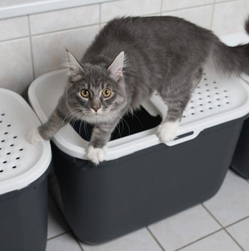 Looking for the best top entry litter boxes? Wondering if they're even a good fit for your cat? Check out our complete guide for all the answers!