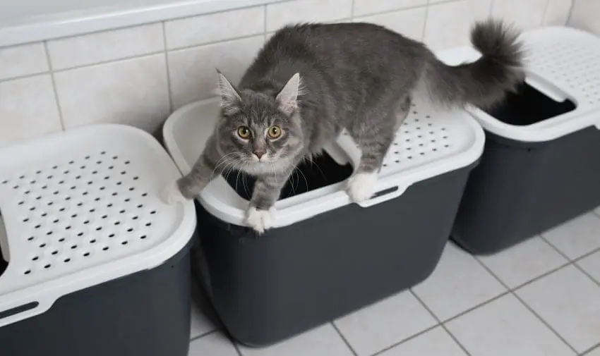 top entry litter boxes