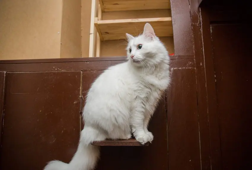 a white home fluffy cat in the apartment