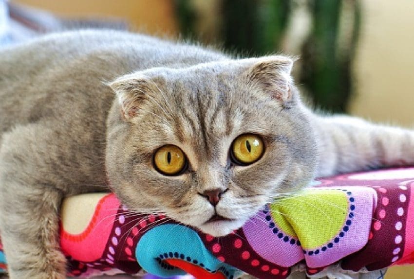 Scottish fold cat, one of the unhealthiest breeds