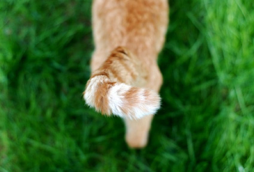 High angle view of a stray tabby cat's orange and white striped tai