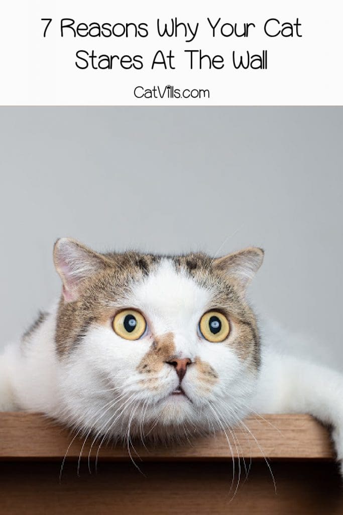 7 Reasons Why Your Cat Stares At The Wall