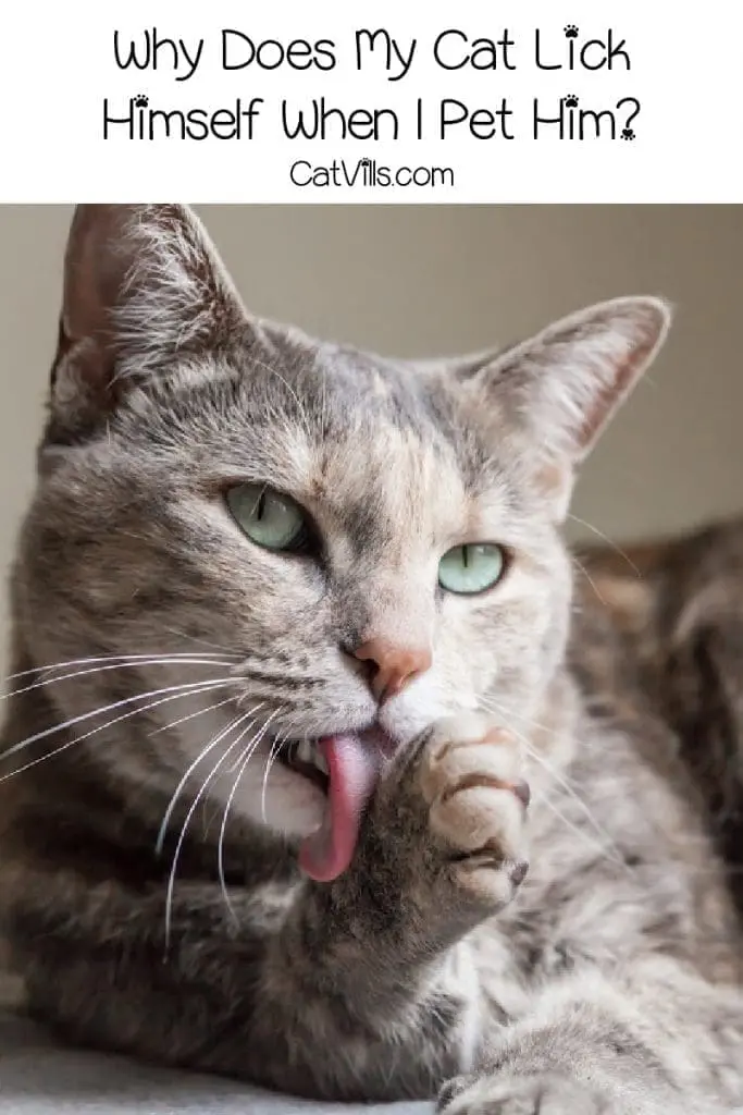 Why Does My Cat Lick Himself After I Pet Him? 4 Reasons