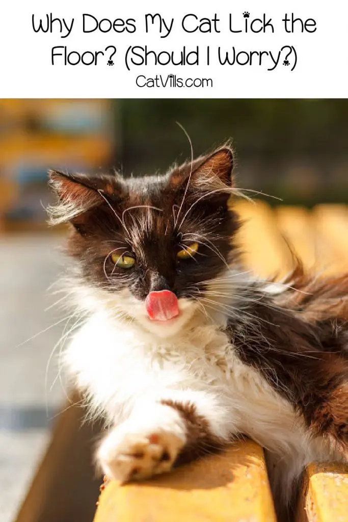 Black and white cat with his tongue out and text that reads "why does my cat lick the floor, should I worry?"