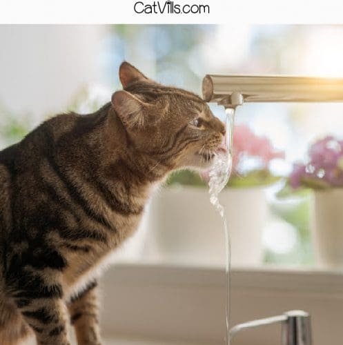Why does my cat only drink from the faucet