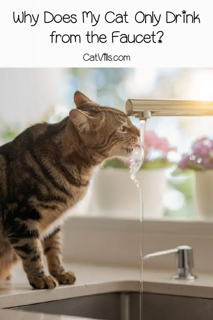 cat drinking from faucet