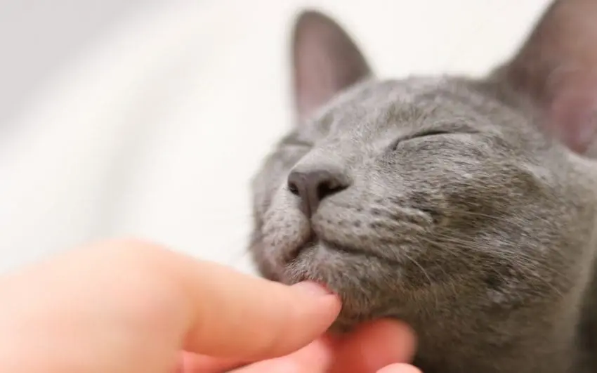 Russian blue cat with blue russian cat name closing his eyes while being petted by a hand