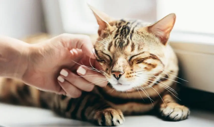 hand reaching out and petting a brown cat