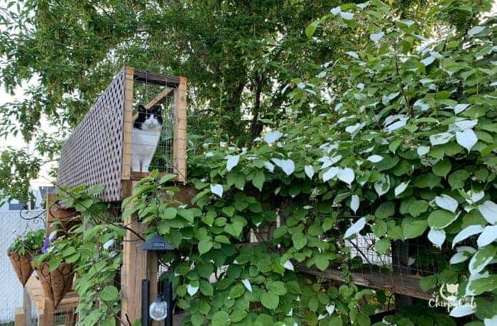 a black and white cat standing on her DIY cat tunnel