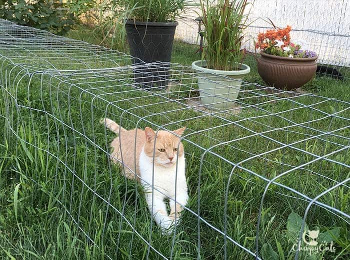 an orange cat relaxing on his DIY cat tunnel outdoor