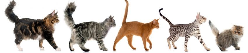 five walking cats in front of white background