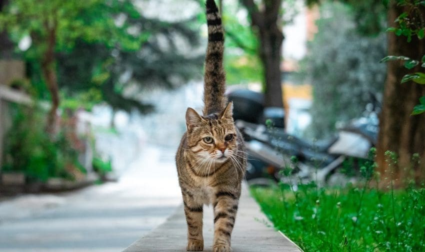 Brown cat with black stripes and one eye walking on a stone path towards the camera happily with it's tail up. Green scenery in the background