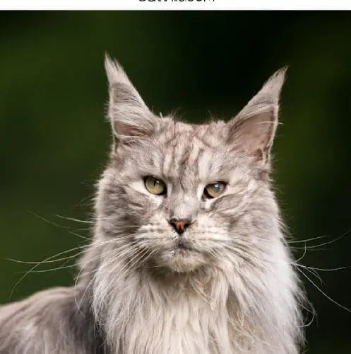 maine coon cat names 1