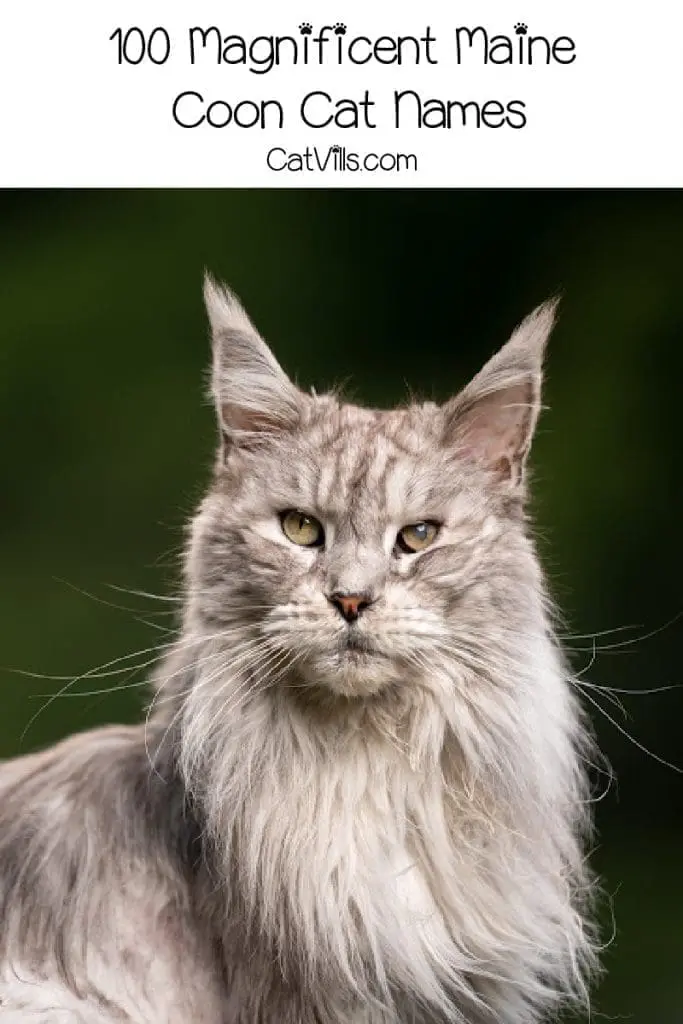 100 Astonishing Maine Coon Cat Names for Males & Females