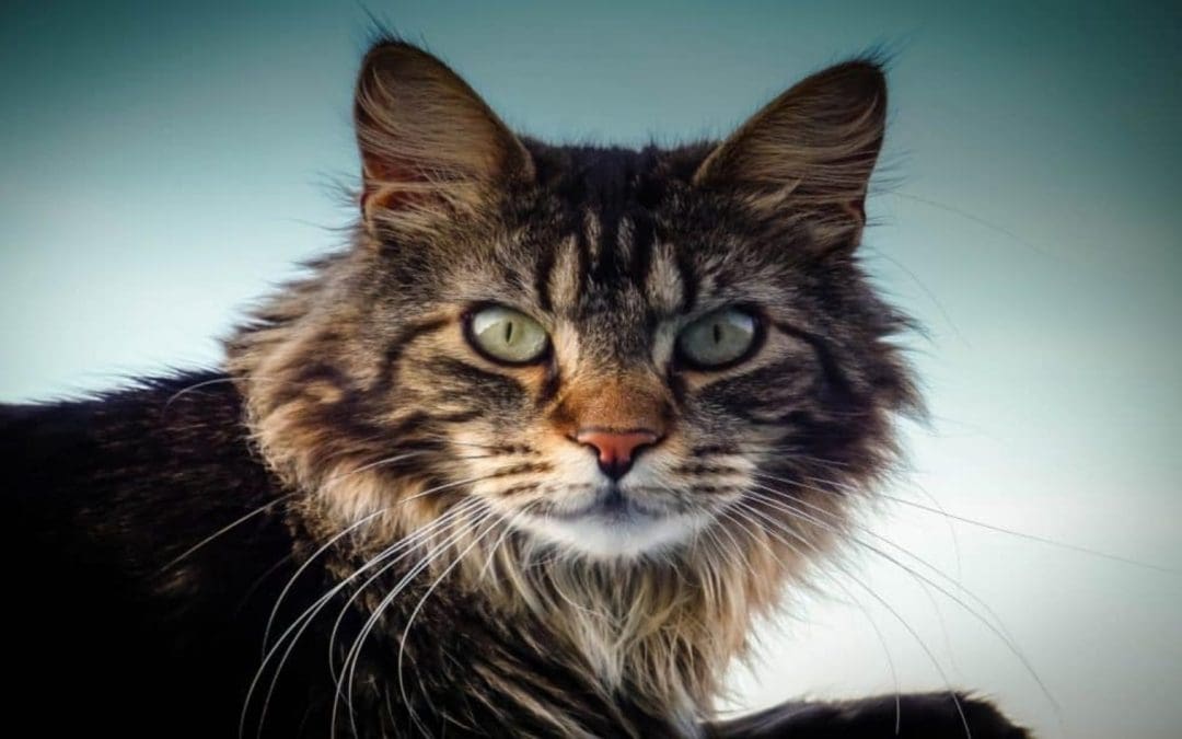 100 Astonishing Maine Coon Cat Names for Males & Females