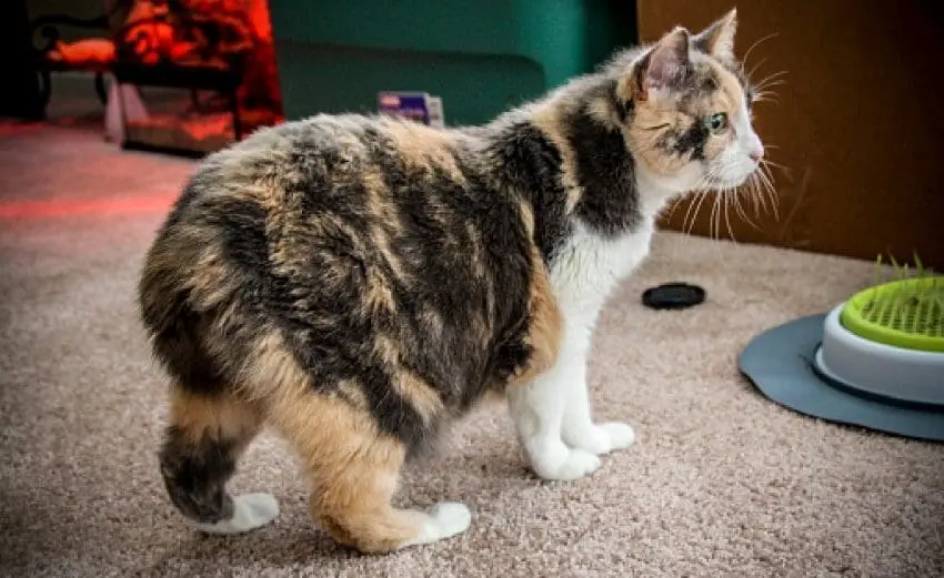 Manx Cat, Calico