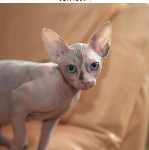 mexican hairless cat with text: 100 magnificent Mexican cat names