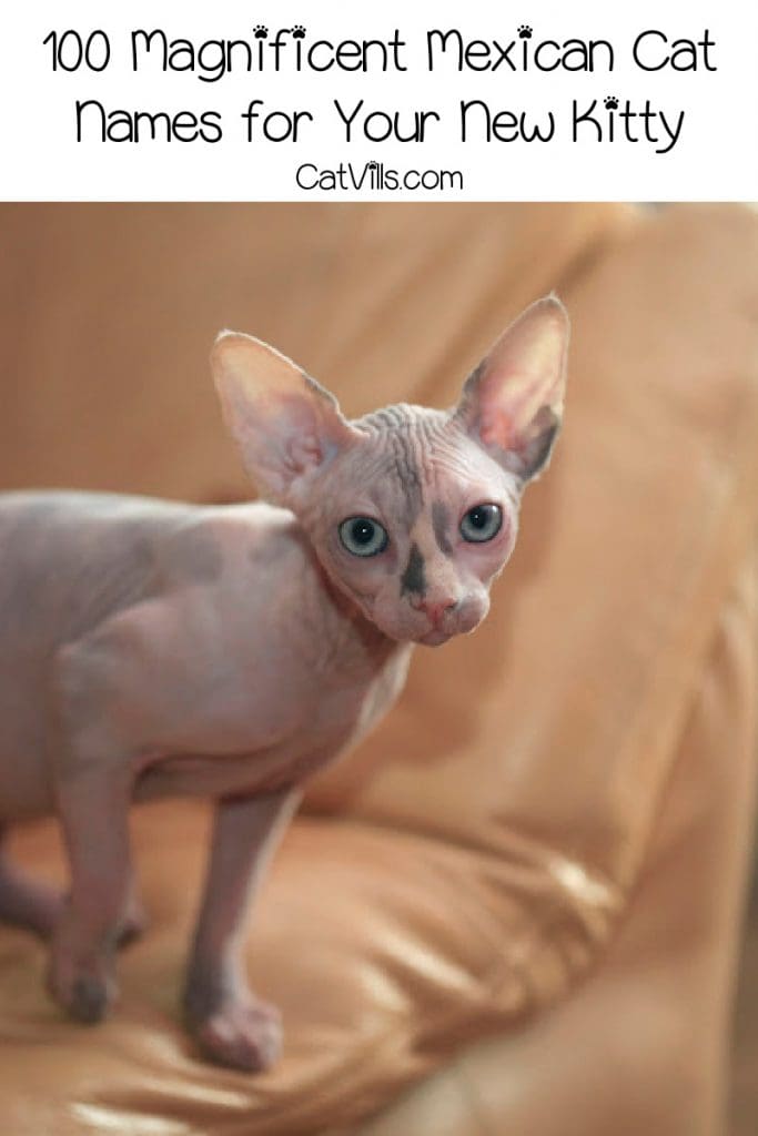 mexican hairless cat with text: 100 magnificent Mexican cat names